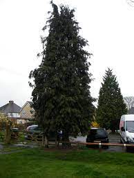 Images shown may be of mature plants. Leyland Cypress Cupressocyparis X Leylandii Species Information Page Also Known As Leylandii