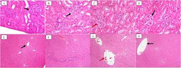 Image result for Searsia longipes