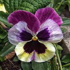 Seven Moments That Basically Sum Up Your Pansy Flower German Experience Pansy Flower German Pansies Flowers Pansies Homemade Flower Food