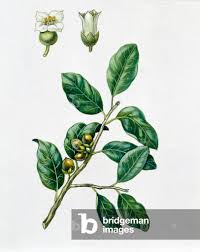 Image result for Oleaceae