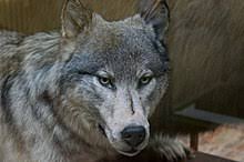 Match previews burnley v wolves: Wolves In Ireland Wikipedia