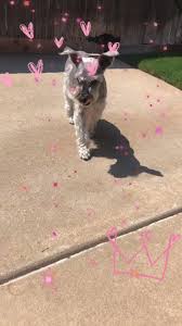 Give your pet the ultimate unique pet experience at hanrob pet hotels. Hefner Road Pet Resort Home Facebook