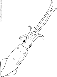 More 100 coloring pages from animal coloring pages category. Squid Coloring Page Audio Stories For Kids Free Coloring Pages Colouring Printables