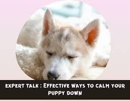 Labs can be a little later than the average puppy in reaching the point at which you suddenly realise your pup is all grown up. How To Calm A Puppy Down Effective Tips To Raise A Calm Puppy