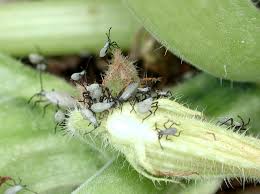 Start studying pnw common pests. Act Now To Control Squash Bug Populations