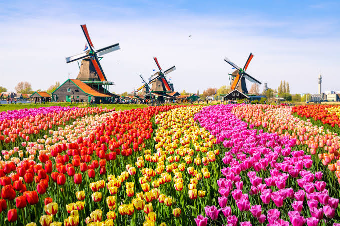 Mga resulta ng larawan para sa Holland tulips"