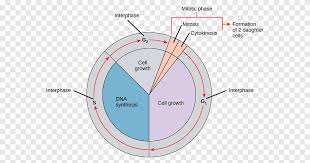 This is basically the division of the nucleus. Mitosis Cell Cycle Interphase Cell Division Prophase Cycle Diagram Angle Biology Png Pngegg