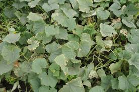 Image result for thrips damage on cucumber