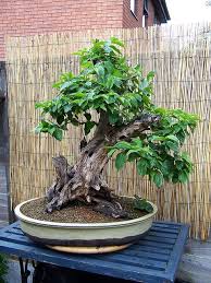 The trunk of this tree has exfoliating bark which gives it an old look very early. Cornus Mas Dogwood Bonsai Bonsai Garden Bonsai Bonsai Tree