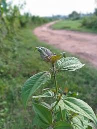 Image result for Chromolaena