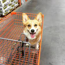 We did not find results for: Pin On Corgis Only