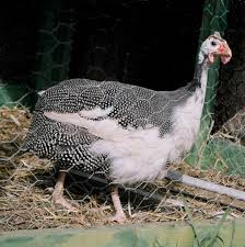 Guinea Fowl Birds That Look Like Turkeys Pin On Turkeys Barnyard Friends