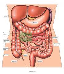 The ant stores food for itself in one stomach while the second stomach holds food which is shared with other ants. Human Anatomy Torso Diagram Abdominal Organ Anatomy Blank Stomach Diagram System Anatomy Human Body Koibana Info Anatomy Organs Body Anatomy Human Body Anatomy