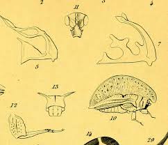 Image result for Oxyrhachis