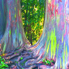 Rainbow eucalyptus trees look too beautiful to be real (but they are!) though they're native to tropical climates, you can see them for yourself at a few locations throughout the u.s. Rainbow Eucalyptus Trees Look Too Beautiful To Be Real But They Are Rainbow Eucalyptus Tree Rainbow Eucalyptus Eucalyptus Tree