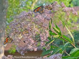 A little additional research might produce the finest results when seeking the most appropriate plants for your butterfly garden depending on the kind of butterflies you most intend to. Butterfly Plants List Butterfly Flowers And Host Plant Ideas