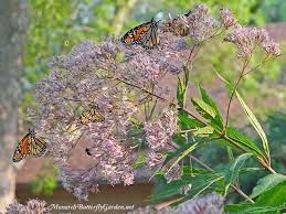 Butterfly bush readily escapes cultivation and invades natural areas, crowding out native plants; Butterfly Plants List Butterfly Flowers And Host Plant Ideas