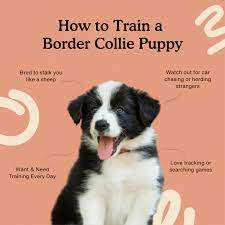 8 Week Guide On Training A Border Collie Puppy Zigzag Puppy Training App