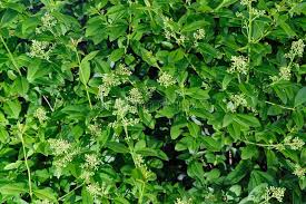 Check spelling or type a new query. 701 Privet Hedge Photos Free Royalty Free Stock Photos From Dreamstime