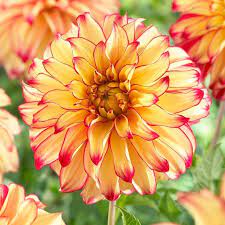 Lady Darlene Dinner Plate Dahlia Dahlia Types Of Flowers Bulb Flowers
