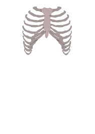A collection of the top 35 rib cage wallpapers and backgrounds available for download for free. Rib Cage Png Free Rib Cage Png Transparent Images 1159 Pngio