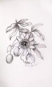 My Practice Pencildrawing Floral Passionflower Flower Art Lotus Flower Tattoo Flower Tattoo