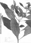 Image result for Vernonia musofensis