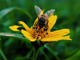 For prompt and professional bee swarm removal send me a text or if you can't get me on the phone then you can always visit the free website we operate a rescue service across the northern suburbs of melbourne. Bees Removal Faqs 2020 Call For 03 9021 3752 For All Suburbs
