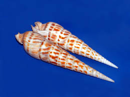 Image result for Inversodicraea torrei