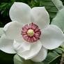Contact Magnolia Flowers