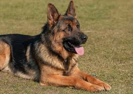 Shiloh Shepherd The Complete Guide For This Giant Breed