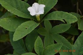 Image result for Merremia quinquefolia