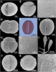 Image result for Aptosimum lineare