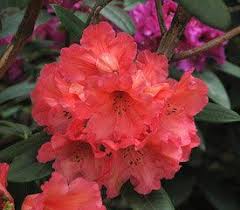 Plant Descriptions Hybrid Rhododendrons Rhododendron Rhododendron Plant Plants