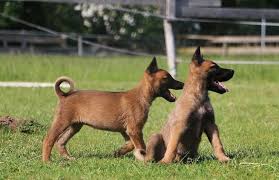 Malinois dog dog trick summer attention running dog old dog male. Belgian Malinois Temperament Training Lifespan Breed Info