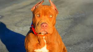 Turkey Lift Your Ban On Pitbull S Goruntuler Ile Pitbull Kopek Suc