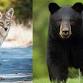 Coyotes & Bears, Oh My!: Leave No Trace for event image