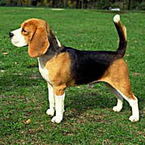 Browse our variety of beach & camping chairs to help make this season great. Beagle Care A Lot Pet Supply