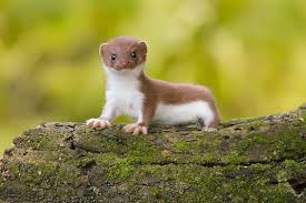 The Least Weasel Mustela Nivalis Or Simply Weasel In The Uk Is The Smallest Member Of The Genusmustela And Cute Animals Animals Beautiful Cute Baby Animals