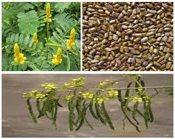 Image result for Senna tora