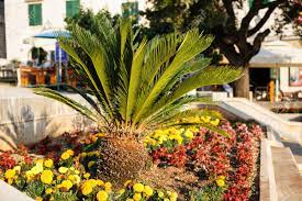 Maybe you would like to learn more about one of these? Beautiful Green Garden In The City Of Makarska Riviera In Croatia Flowerbed With Small Palm Tree Stock Photo Picture And Royalty Free Image Image 95136511
