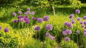 If tender bulbs are planted before the soil temperature reaches 13c or 55f degrees they will most likely rot and die. How To Extend Flowering Season In Your Garden By Staggering Bulb Planting