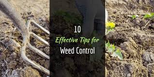 Abracadabra lawn pest & weed control is built on a. 10 Effective Tips For Weed Control How To Keep Weeds Out The Garden