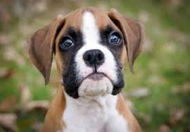Most training clubs allow puppies as young as eight weeks old to enroll if you provide proof of the dog's first shots, which i highly recommend, says henkle. Boxer Puppy That Is 8 Weeks Old