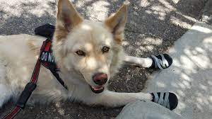 How do you make your dog a service dog. How To Make Your Dog A Service Dog Youtube