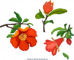 However, it never produces any fruit.what is the problem with it? Pomegranate Tree Design Elements Flower Fruit Bud Icons Free Vector In Adobe Illustrator Ai Ai Format Encapsulated Postscript Eps Eps Format Format For Free Download 4 50mb