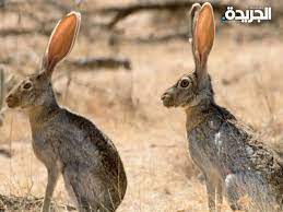 الأرانب البرية تستعيد عافيتها في البيئة الكويتية - جريدة الجريدة الكويتية