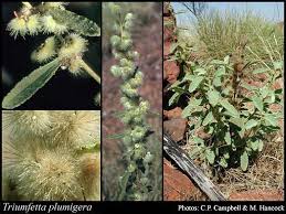 Image result for Triumfetta