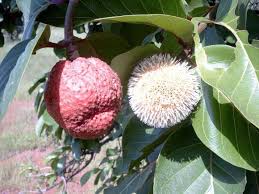 Sarcocephalus Latifolius Fruit Berries Botany