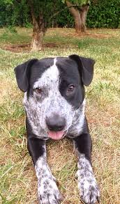 Australian Shepherd Pitbull Mix Black And White Pin On Animals